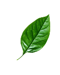 aslbio leaf